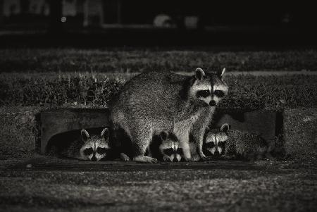 Nächtliche Familie