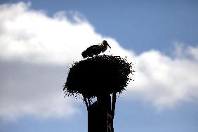 Storch in Mecklenburg-Vorpommern