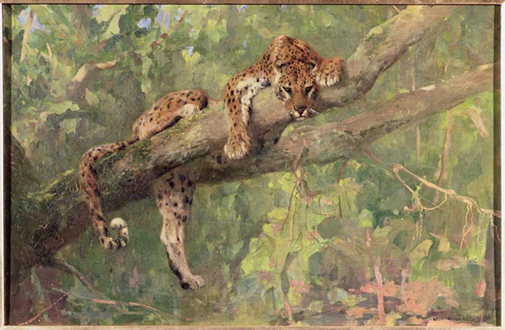 Ein ruhender Leopard von Arthur Wardle