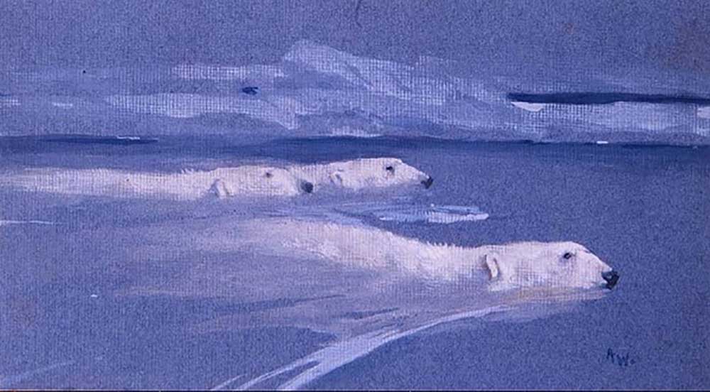 Eisbären schwimmen - Arthur Wardle als Kunstdruck oder Gemälde.