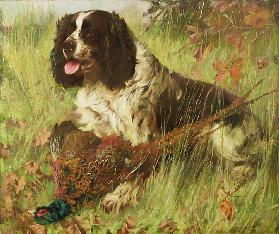 Springer Spaniel mit Fasan