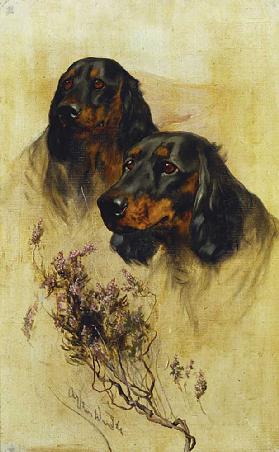 Zwei Gordon Setter