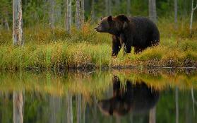 Bear and fish ***