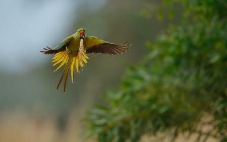 Rosenringsittich im Flug