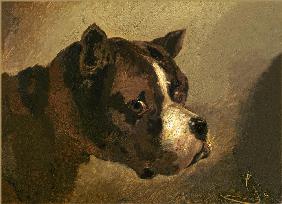 Tête de bouledogue 1812