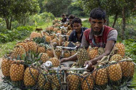 Ananas auf dem Fahrrad tragen