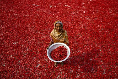 Roter Chili-Arbeiter