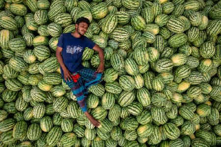 Schlafen Sie über den Wassermelonen