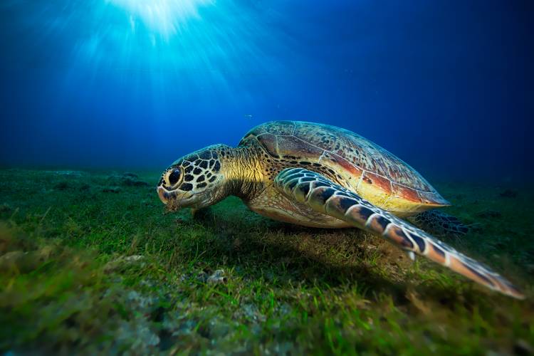 Green turtle von Barathieu Gabriel