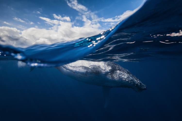 Humpback whale and the sky von Barathieu Gabriel