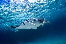 Manta ray