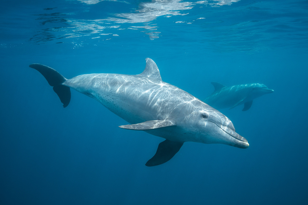 Neugieriger Delphin von Barathieu Gabriel