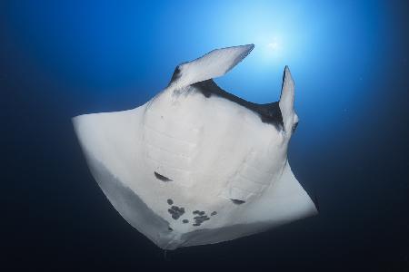 Ozeanischer Mantarochen