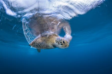 Schwimmende grüne Schildkröte