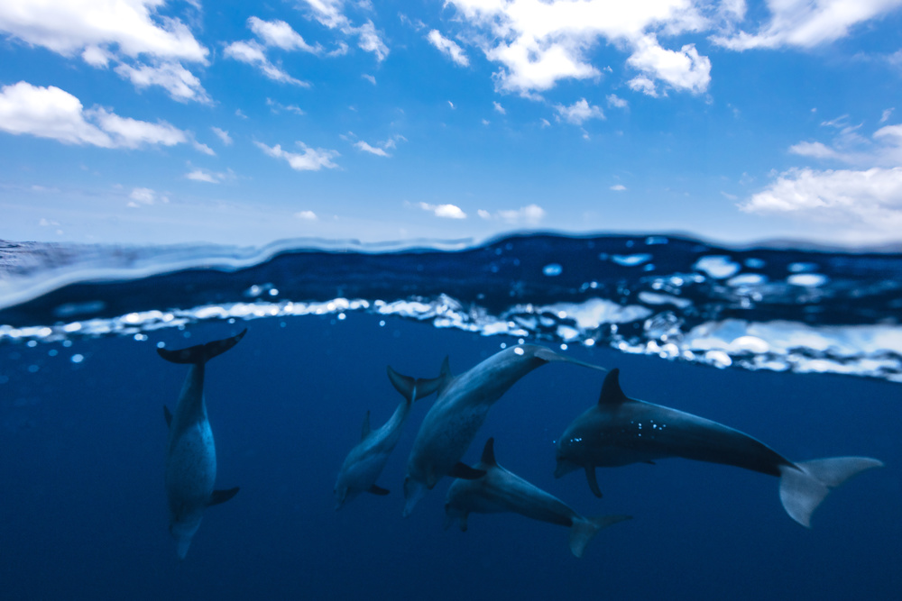 Zwischen Luft und Wasser mit den Delfinen von Barathieu Gabriel
