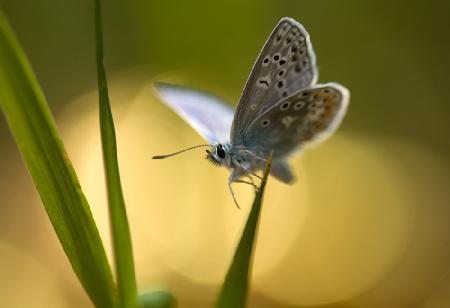 Schmetterling