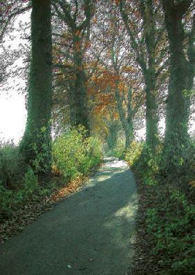 Feldweg bei Reinbek 2003