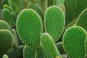 Opuntia Fico d'India