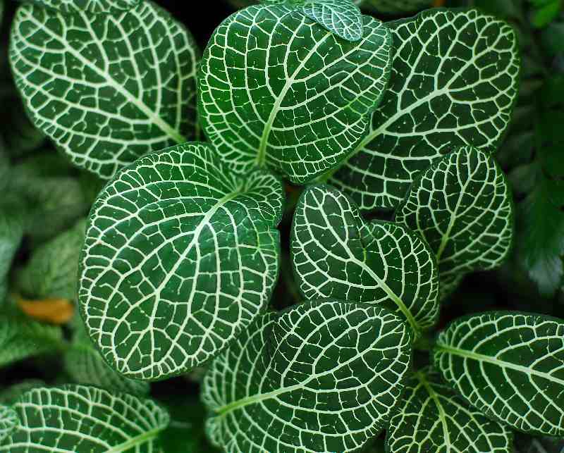 Flourish jungle vegetation von Bhupendra Singh