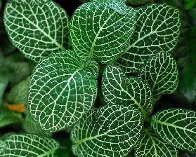 Flourish jungle vegetation