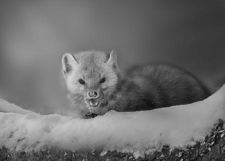 Niedlicher Baummarder