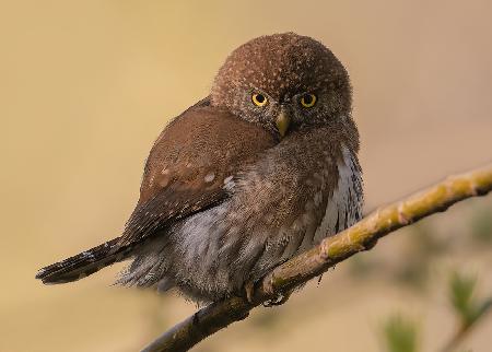 Nördlicher Sperlingskauz