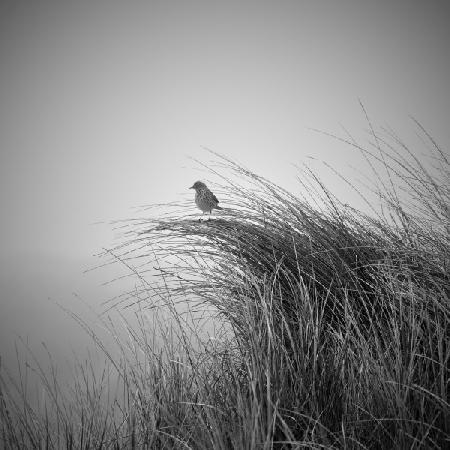 Lark in dune grass