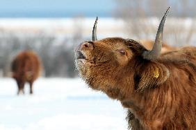 Selbst robuste Highlander hungern im Schnee