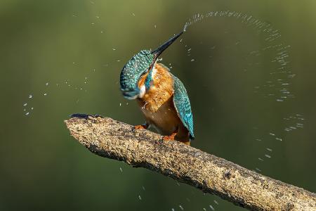 Eisvogel nach dem Baden