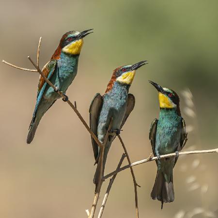 Süßes Trio