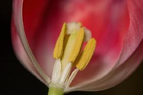 Tulpe