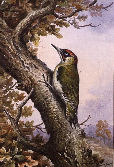 Green Woodpecker (w/c)  von Carl  Donner