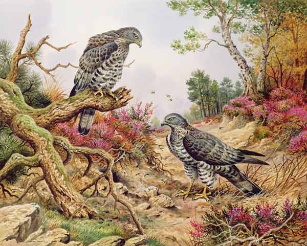 Honey Buzzards  von Carl  Donner