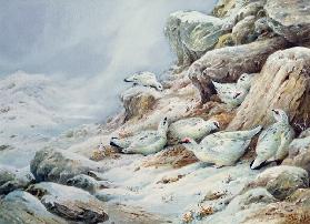 Ptarmigan in snow covered landscape 