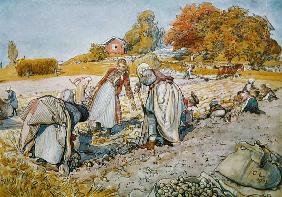 Digging Potatoes 1905