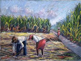 Sugarcane Harvest