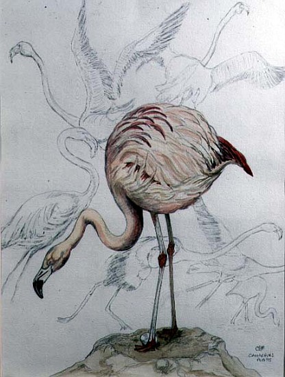 Flamingo (pencil and w/c on paper) - Carolyn Hubbard-Ford als Kunstdruck  oder Gemälde.