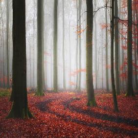 Autumnal Tracks