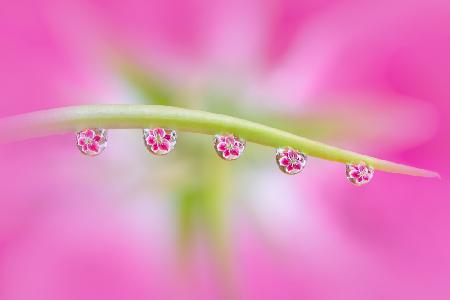 Blumen in Wassertropfen