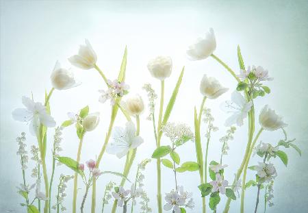 Weißer Frühling