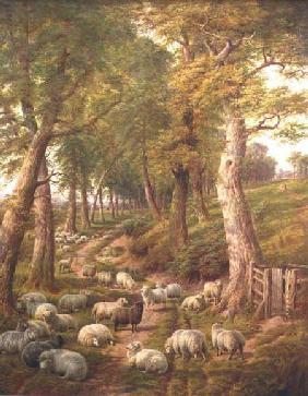 Landscape with Sheep