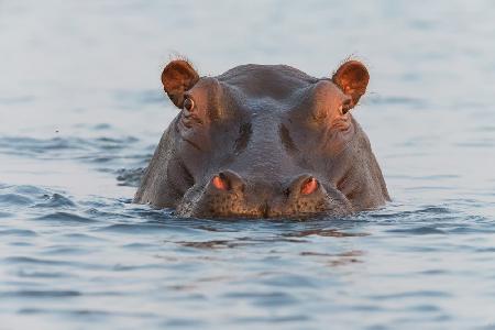 Am Chobe-Fluss