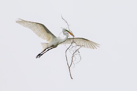 Der Ehemann ist ein fleißiger Vogel.