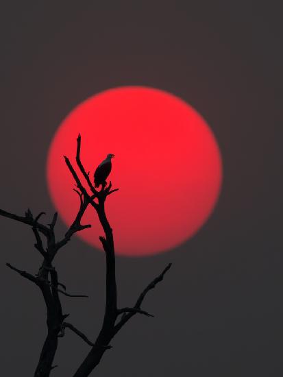 Sonnenuntergang am Chobe-Fluss