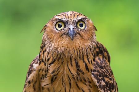 Buffy Fish Owl-Porträt