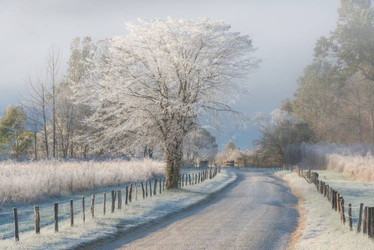 A Frosty Morning von Chris Moore