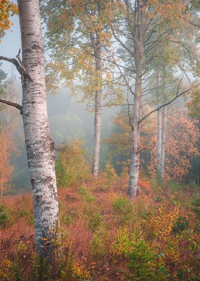 Birken im Morgennebel