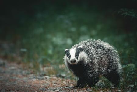 Ein neugieriger Dachs im Wald