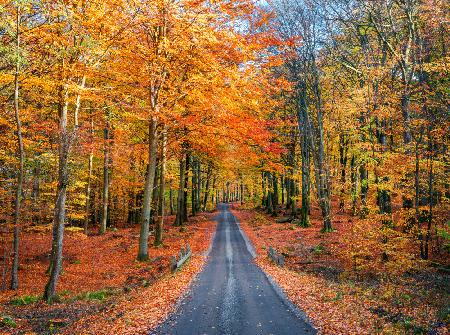 Weg in den Herbst