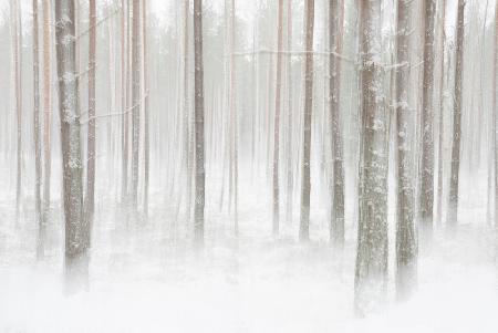 Winterwald in Schweden